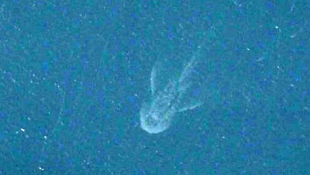 Reality Check: The Loch Ness Satellite Photo