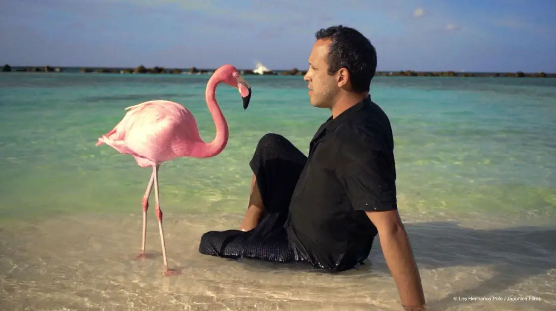 the mystery of the pink flamingo