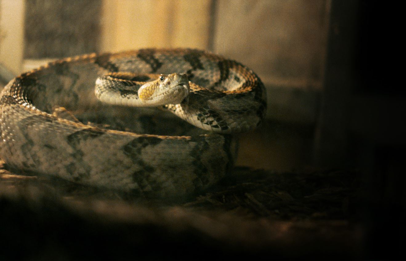 alabama snake
