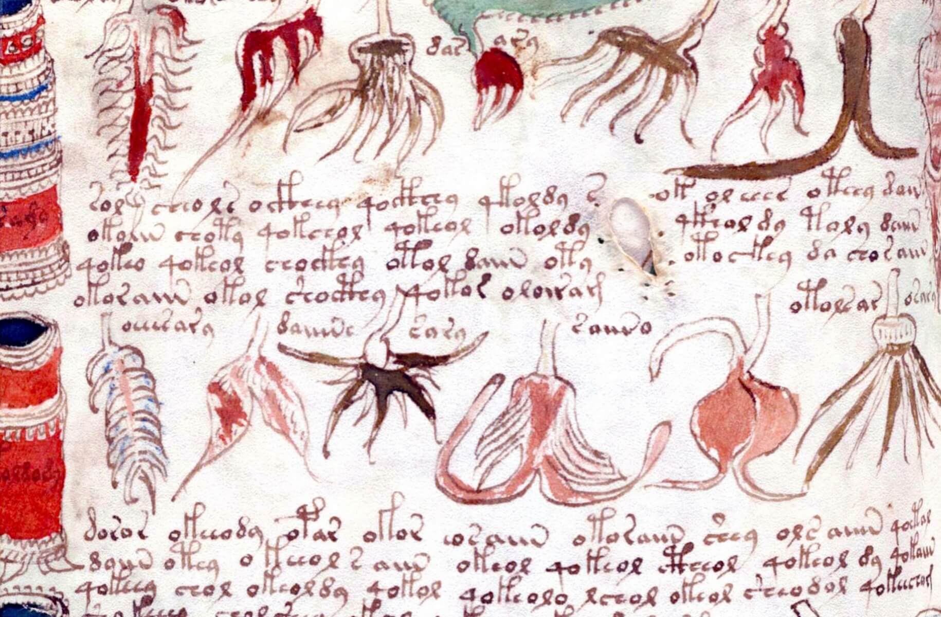 The Voynich manuscript: alien field book or medieval hoax?