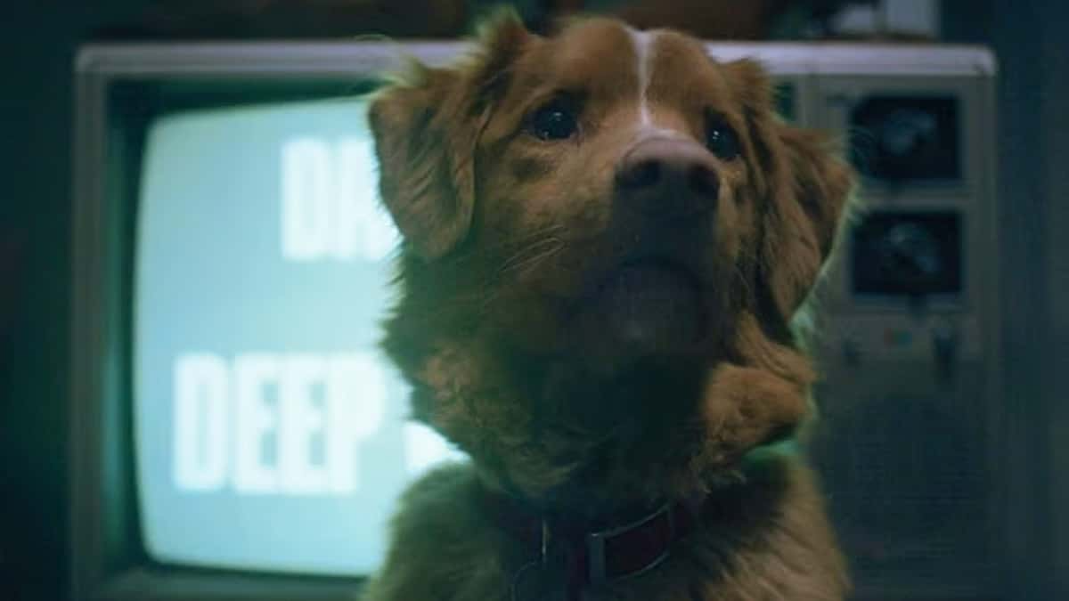 good boy